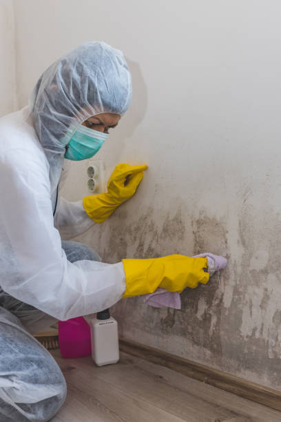 Best Mold Remediation for Healthcare Facilities  in Mystic, CT