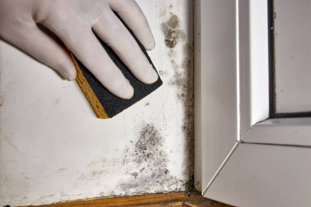  Mystic, CT Mold Removal Pros